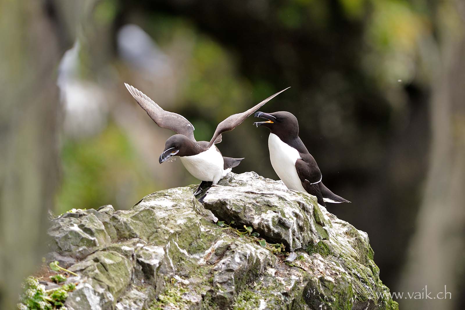 Vaïk Küpfer, photographies animalières et de paysage